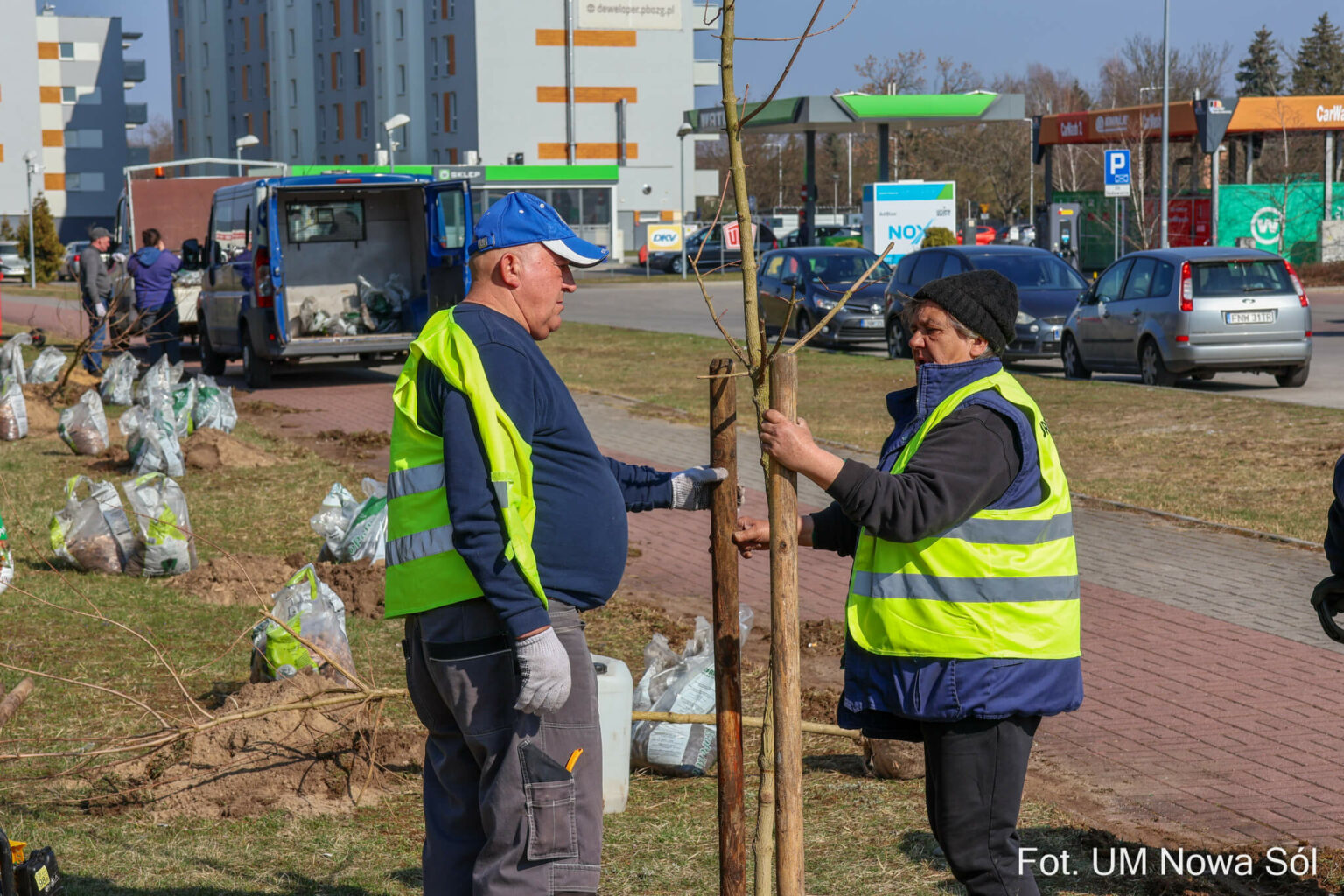 sadzenie drzew Nowa S&oacute;l - zieleń w mieście