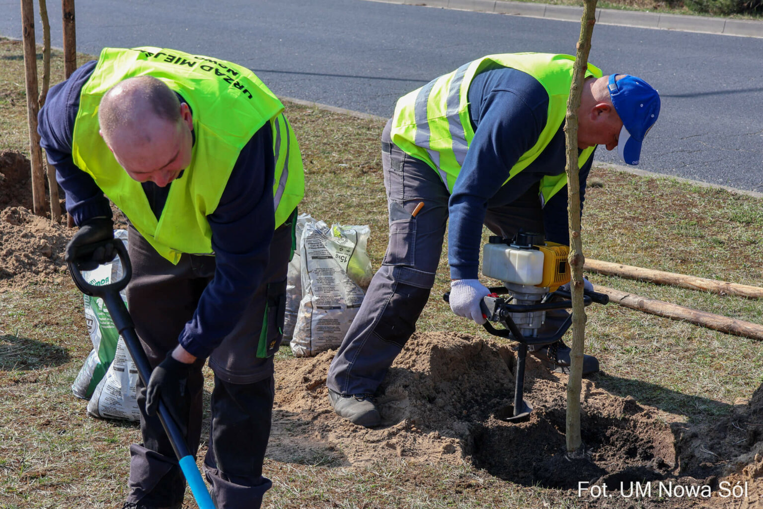 sadzenie drzew Nowa S&oacute;l - zieleń w mieście