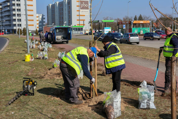 sadzenie drzew Nowa Sól - zieleń w mieście