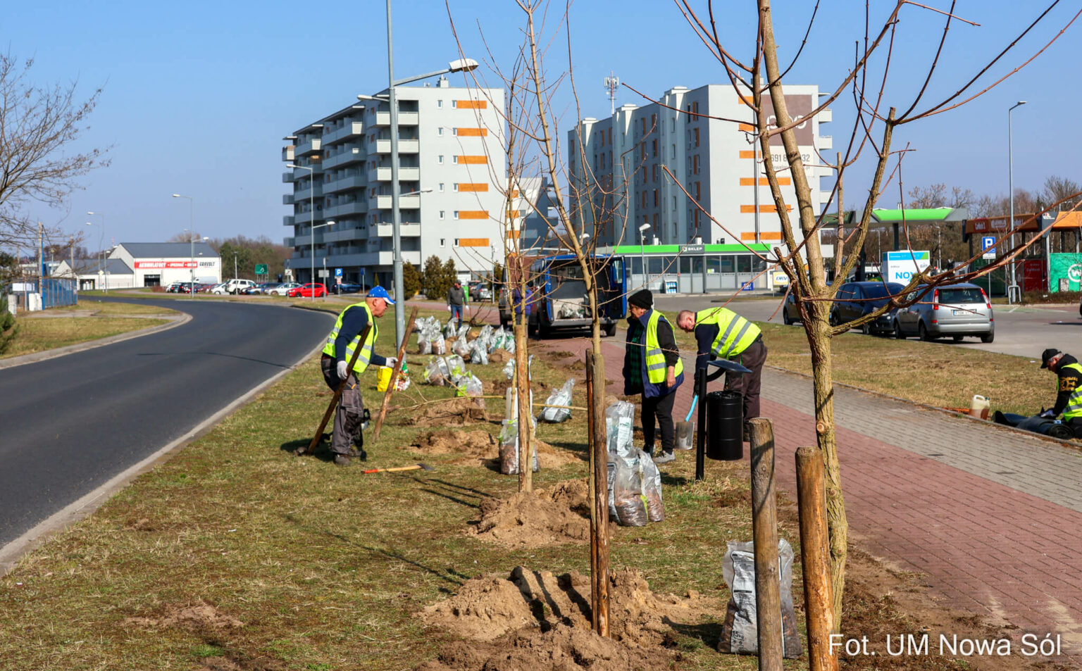 sadzenie drzew Nowa S&oacute;l - zieleń w mieście