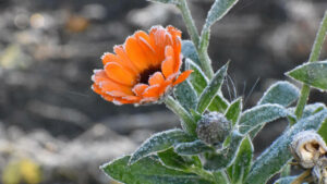 przymrozki Lubuskie - ostrzeżenie IMGW