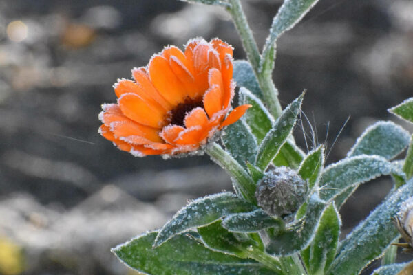przymrozki Lubuskie - ostrzeżenie IMGW