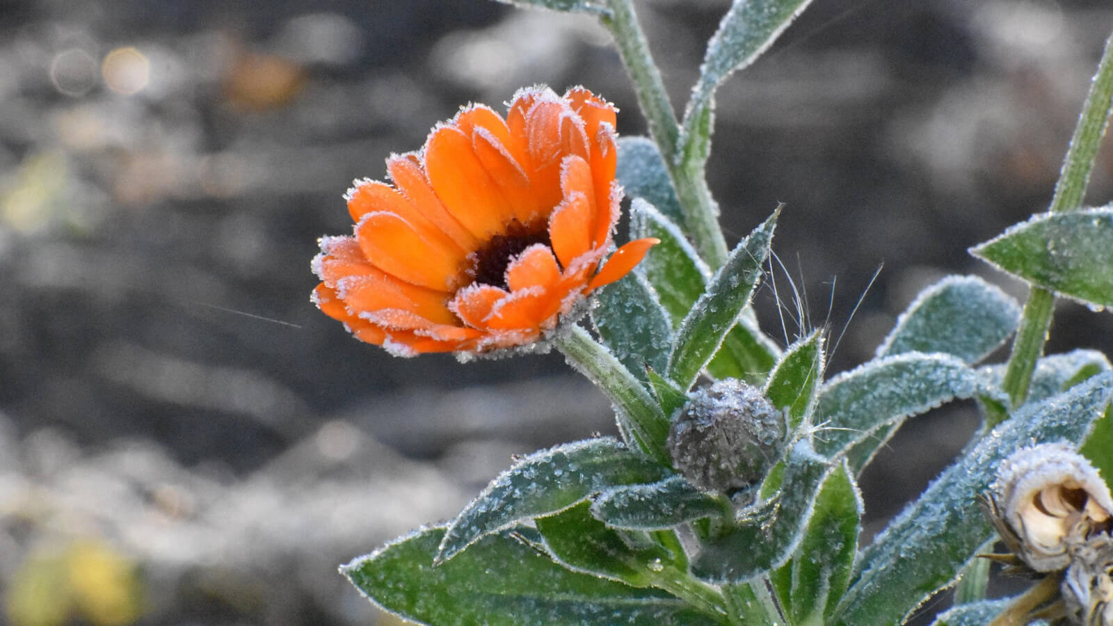 przymrozki Lubuskie - ostrzeżenie IMGW