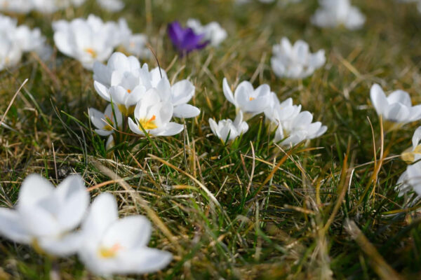 pierwszy dzień wiosny 2026 - kiedy zaczyna się wiosna