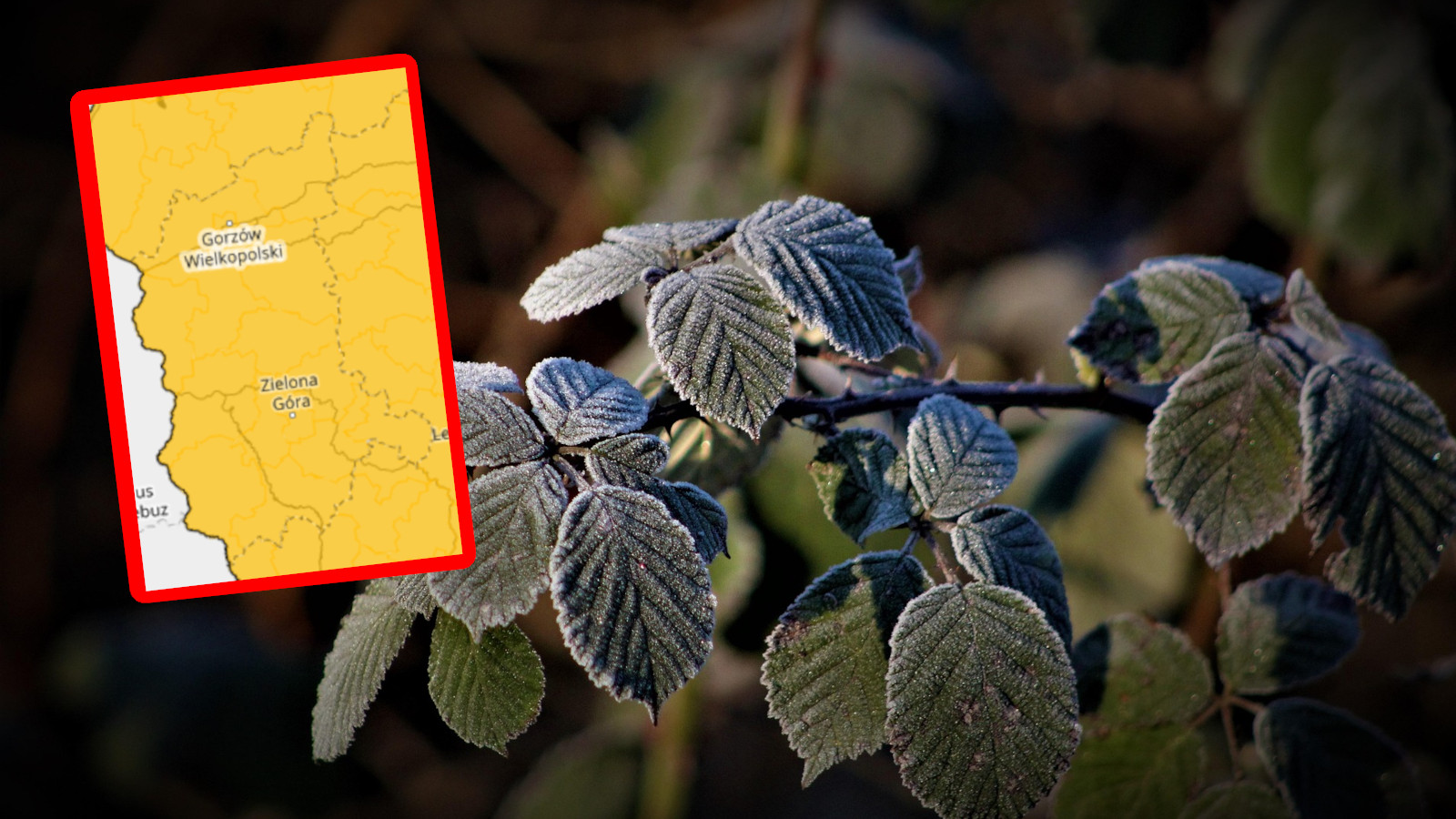 przymrozki Lubuskie - IMGW ostrzeżenie