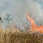 pożary traw Zielona Góra, Czerwieńsk - wypalanie traw