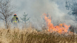 Pożary traw koło Zielonej Góry. Strażacy jeżdżą od zgłoszenia do zgłoszenia