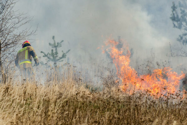 pożary traw Zielona Góra, Czerwieńsk - wypalanie traw