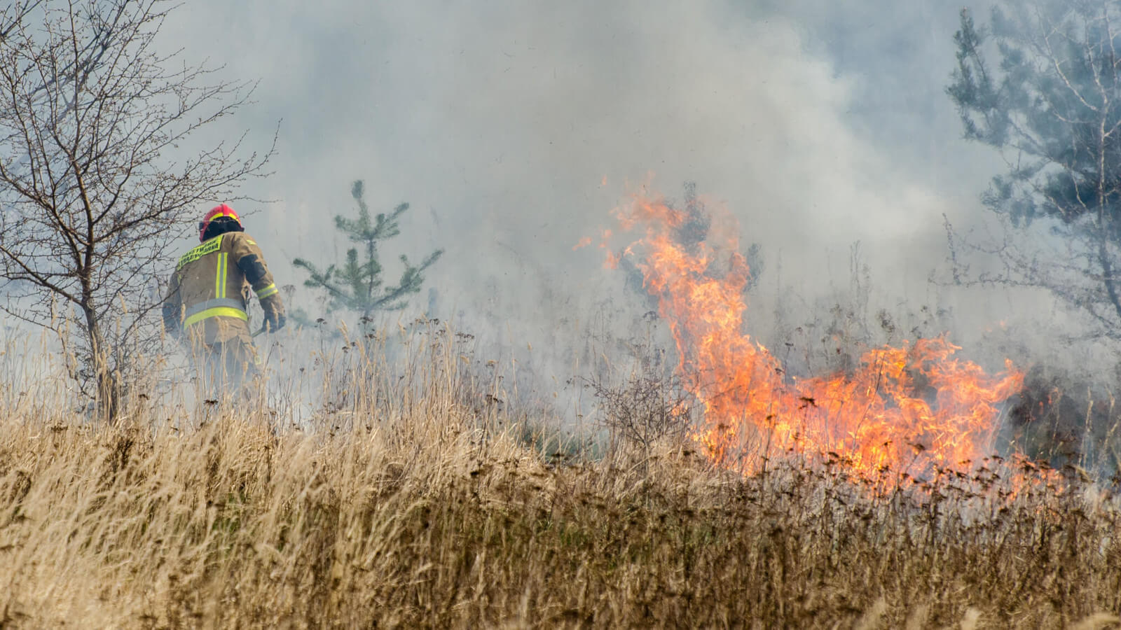 pożary traw Zielona Góra, Czerwieńsk - wypalanie traw