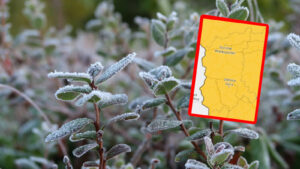 Silne przymrozki w Lubuskiem. Temperatury spadną nawet do -8°C