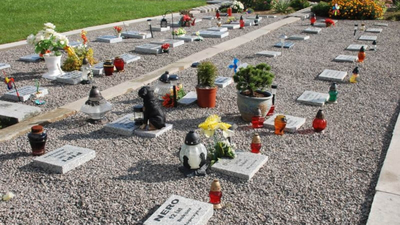 grzebowisko dla zwierząt Zielona Góra - cmentarz dla zwierząt