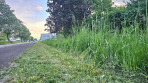 koszenie trawy Zielona Góra - koszenie strefowe