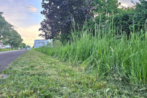 koszenie trawy Zielona Góra - koszenie strefowe