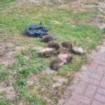 martwe jeże Zielona Góra - Biuro Ochrony Zwierząt Zielona Góra