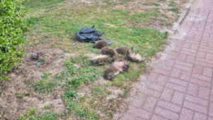 Martwe jeże w Zielonej Górze. Zwierzęta znalezione w worku na śmieci