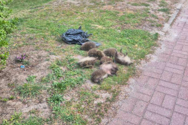 martwe jeże Zielona Góra - Biuro Ochrony Zwierząt Zielona Góra