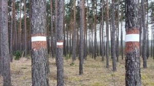 Tajemnicze pierścienie na drzewach w lasach. Leśnicy mają ważny powód (ZDJĘCIA)