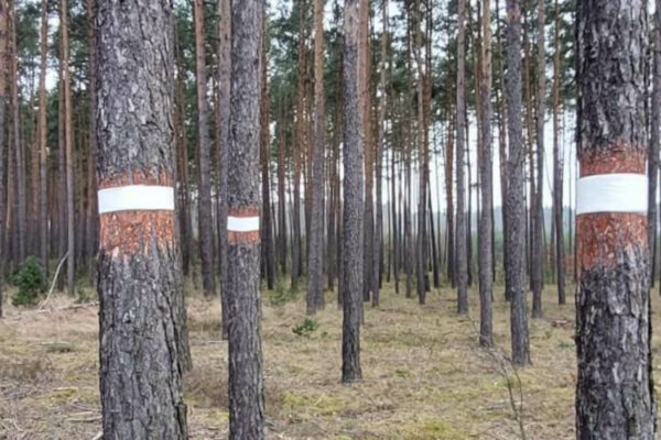 pierścienie na drzewach co to jest - opaski lepowe drzewa