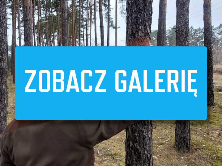 pierścienie na drzewach co to jest - opaski lepowe drzewa