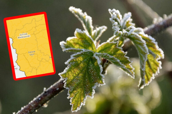 alert IMGW Lubuskie - przymrozki Lubuskie
