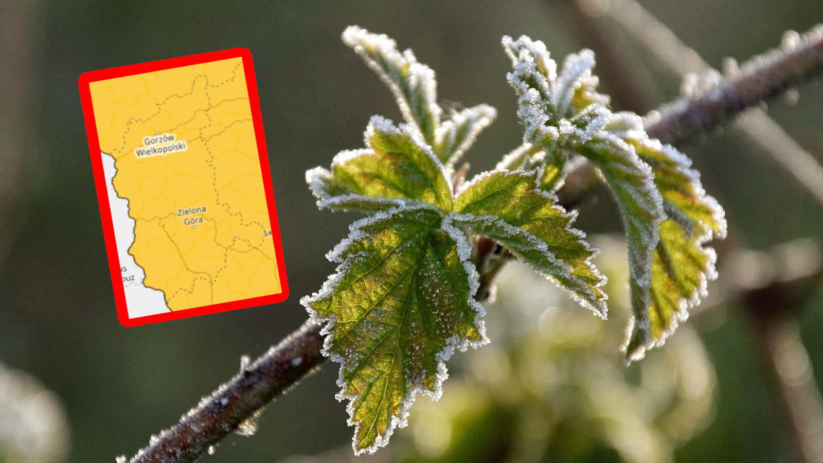 alert IMGW Lubuskie - przymrozki Lubuskie