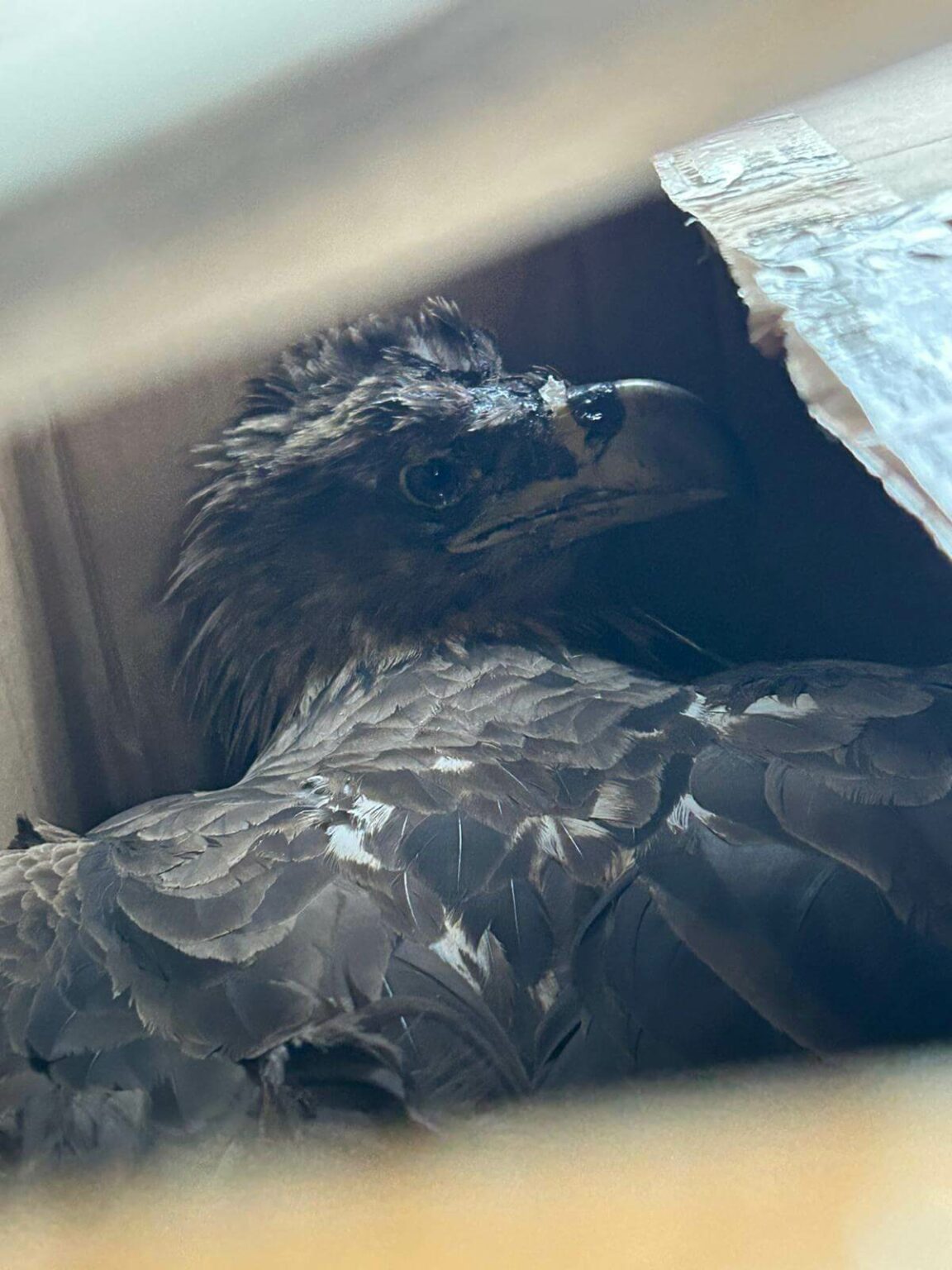 ranny bielik Świebodzin - bielik rehabilitacja ptak