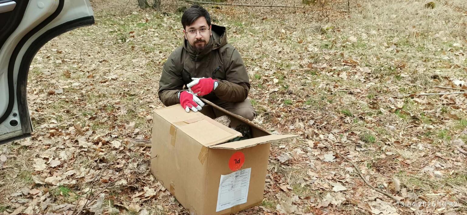 ranny bielik Świebodzin - bielik rehabilitacja ptak