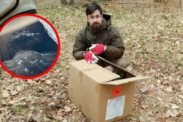 ranny bielik Świebodzin - bielik rehabilitacja ptak