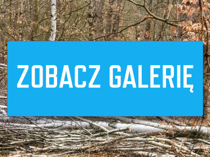 ranny bielik Świebodzin - bielik rehabilitacja ptak