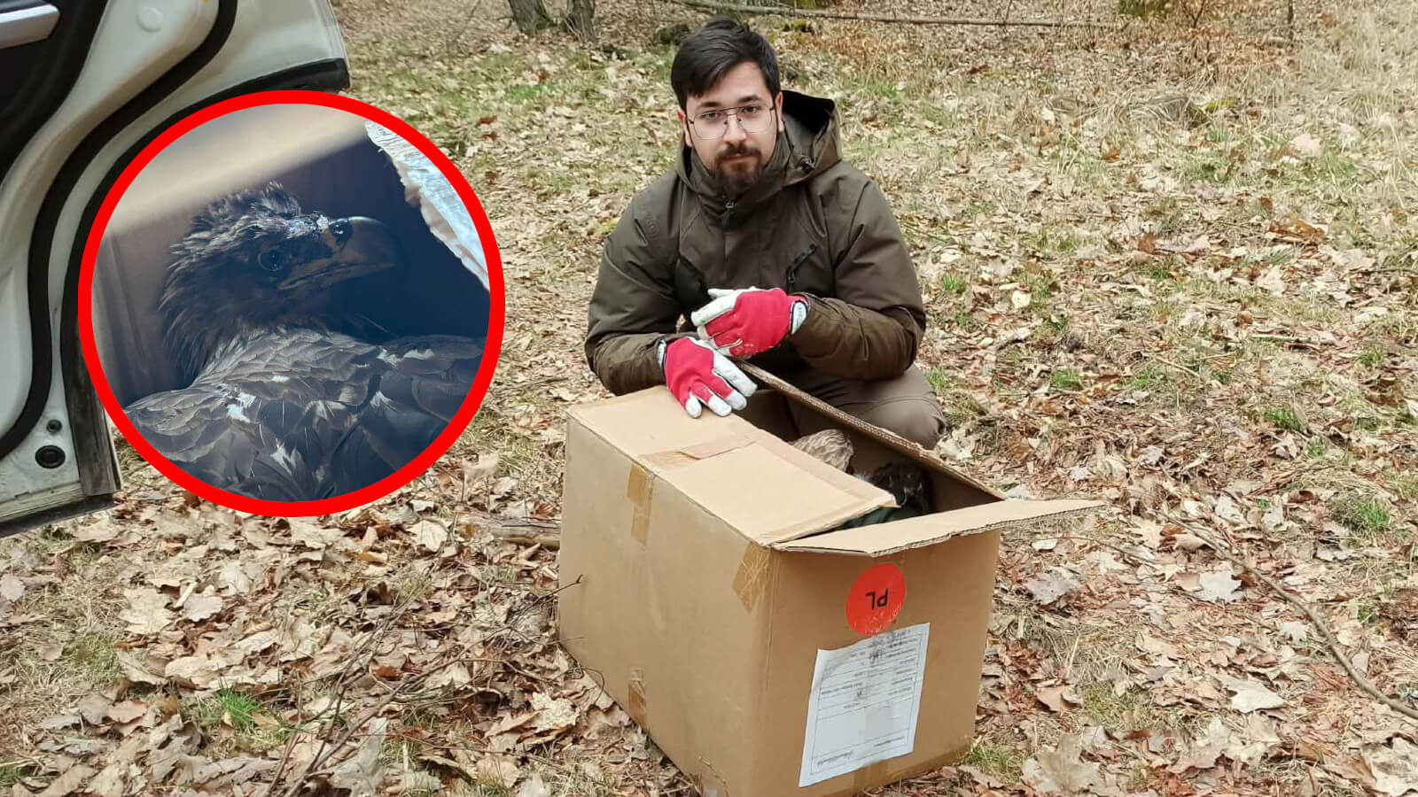 ranny bielik Świebodzin - bielik rehabilitacja ptak