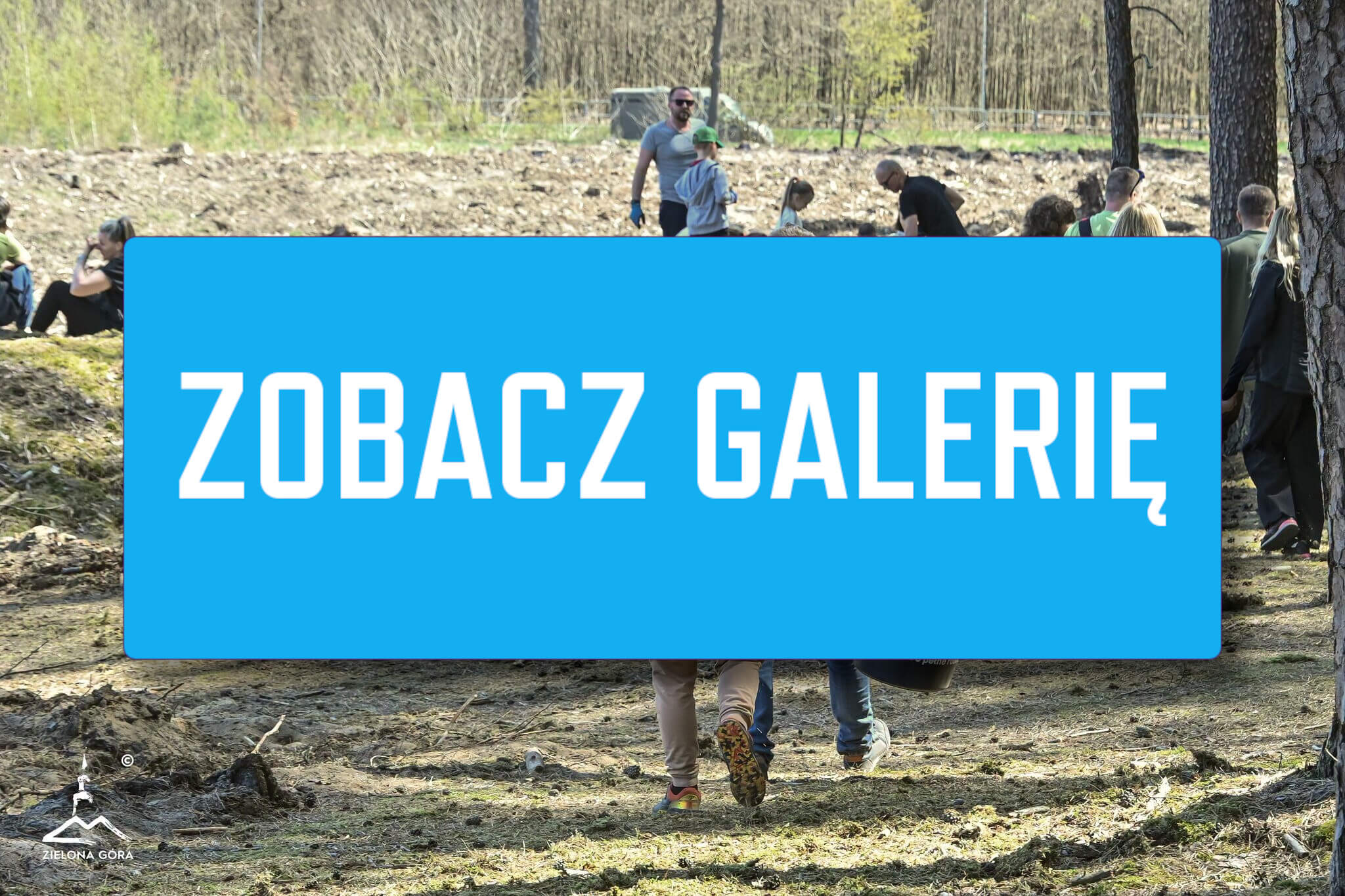 posadzili las Zielona Góra - H2Ochla Zielona Góra