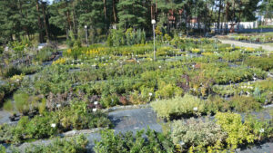 Znana szkółka w Zielonej Górze znika z mapy. Ostatnia szansa dla klientów