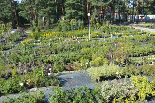 szkółka roślin Zielona Góra - wyprzedaż roślin