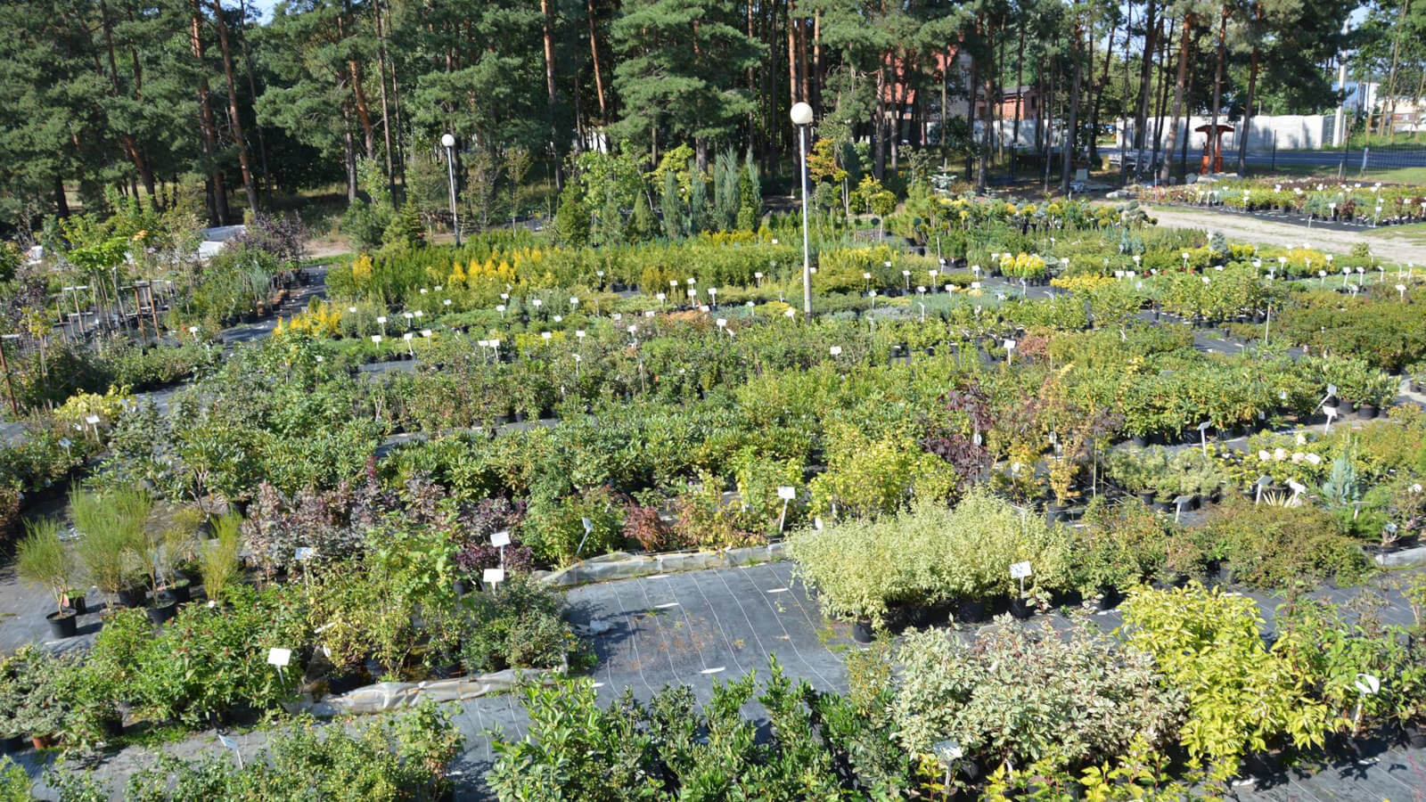 szkółka roślin Zielona Góra - wyprzedaż roślin