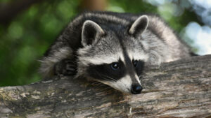 szopy Torzym zagrożenie - czy szopy są niebezpieczne