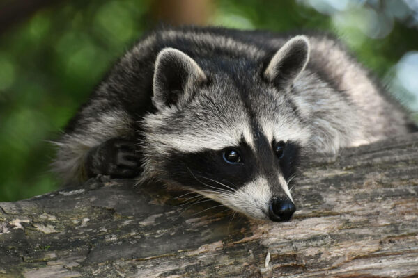 szopy Torzym zagrożenie - czy szopy są niebezpieczne