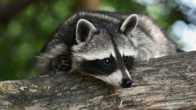 szopy Torzym zagrożenie - czy szopy są niebezpieczne