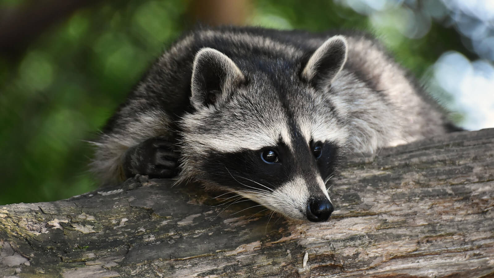 szopy Torzym zagrożenie - czy szopy są niebezpieczne