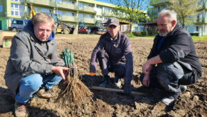 Powstaje miejska winnica w Zielonej Górze. To wyjątkowe miejsce na mapie miasta