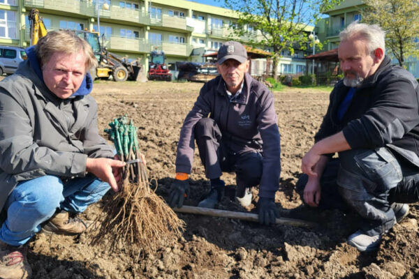 miejska winnica Zielona Góra - winorośl Pinot Noir Sylvaner