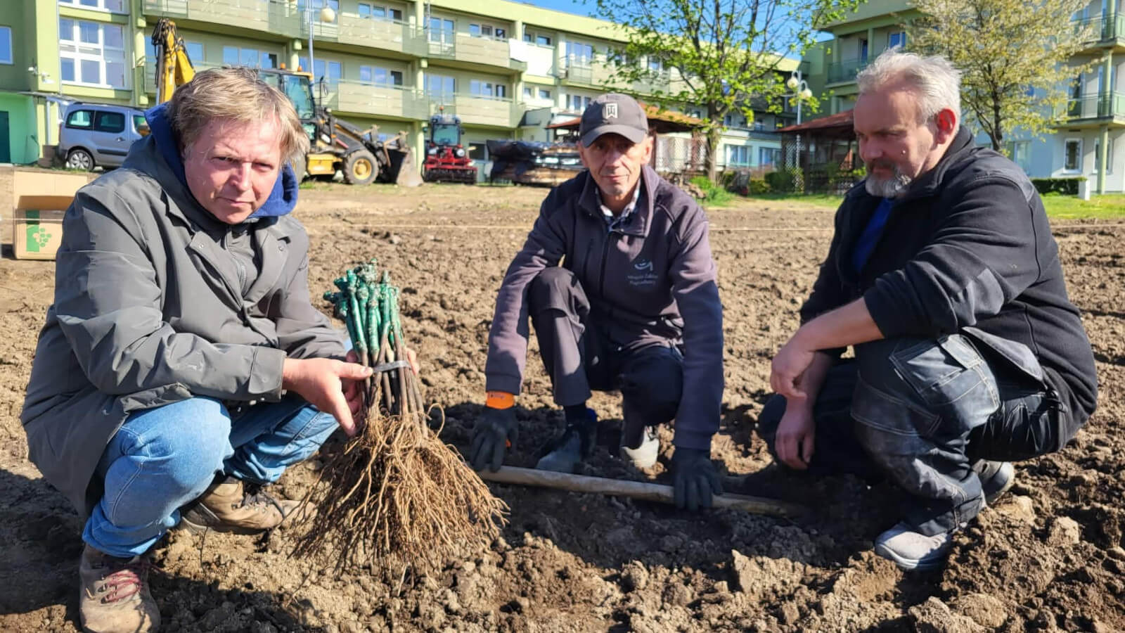 miejska winnica Zielona Góra - winorośl Pinot Noir Sylvaner