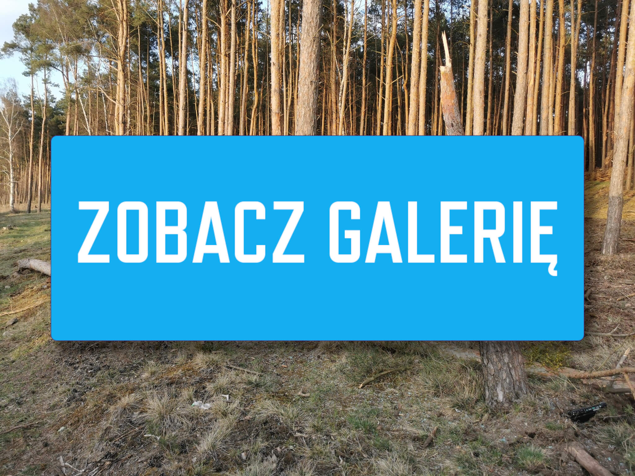 wypadek Cybinka Lubuskie - uderzył w drzewo BMW