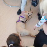 zakład karny Krzywaniec dogoterapia - dom matki i dziecka więzienie