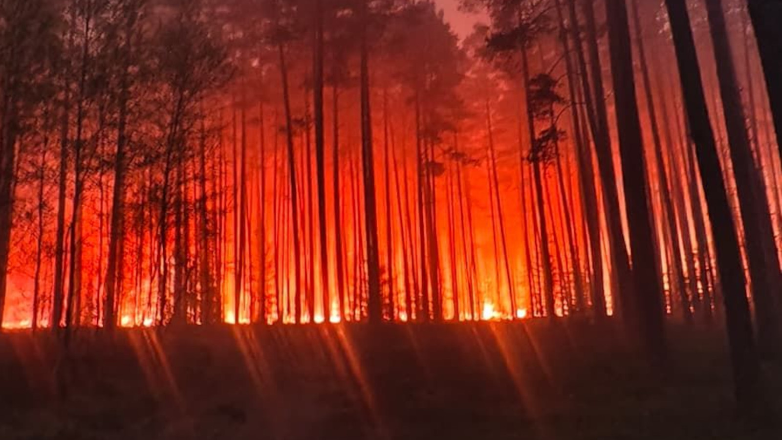 katastrofa samolotu - pożar lasu biłgoraj