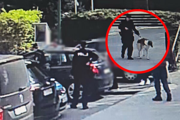pies w aucie Zielona Góra - policja Zielona Góra interwencja