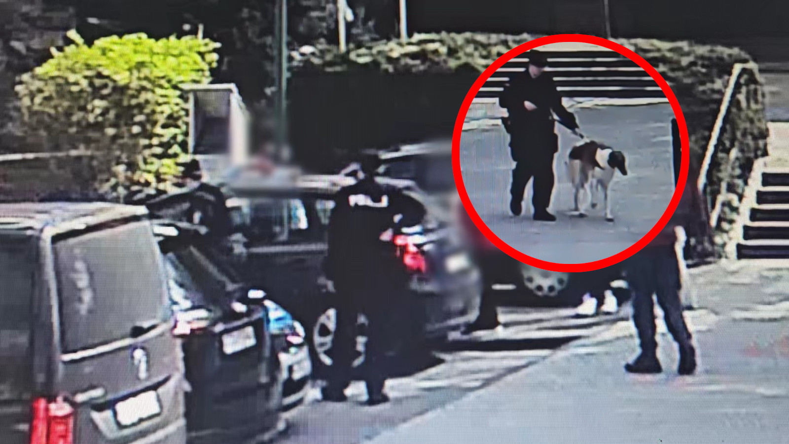 pies w aucie Zielona Góra - policja Zielona Góra interwencja
