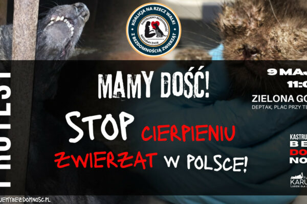 protest zwierzęta Zielona Góra - bezdomność zwierząt