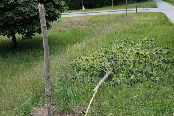 zniszczone drzewa Zielona Góra - ul. Wrocławska Zielona Góra