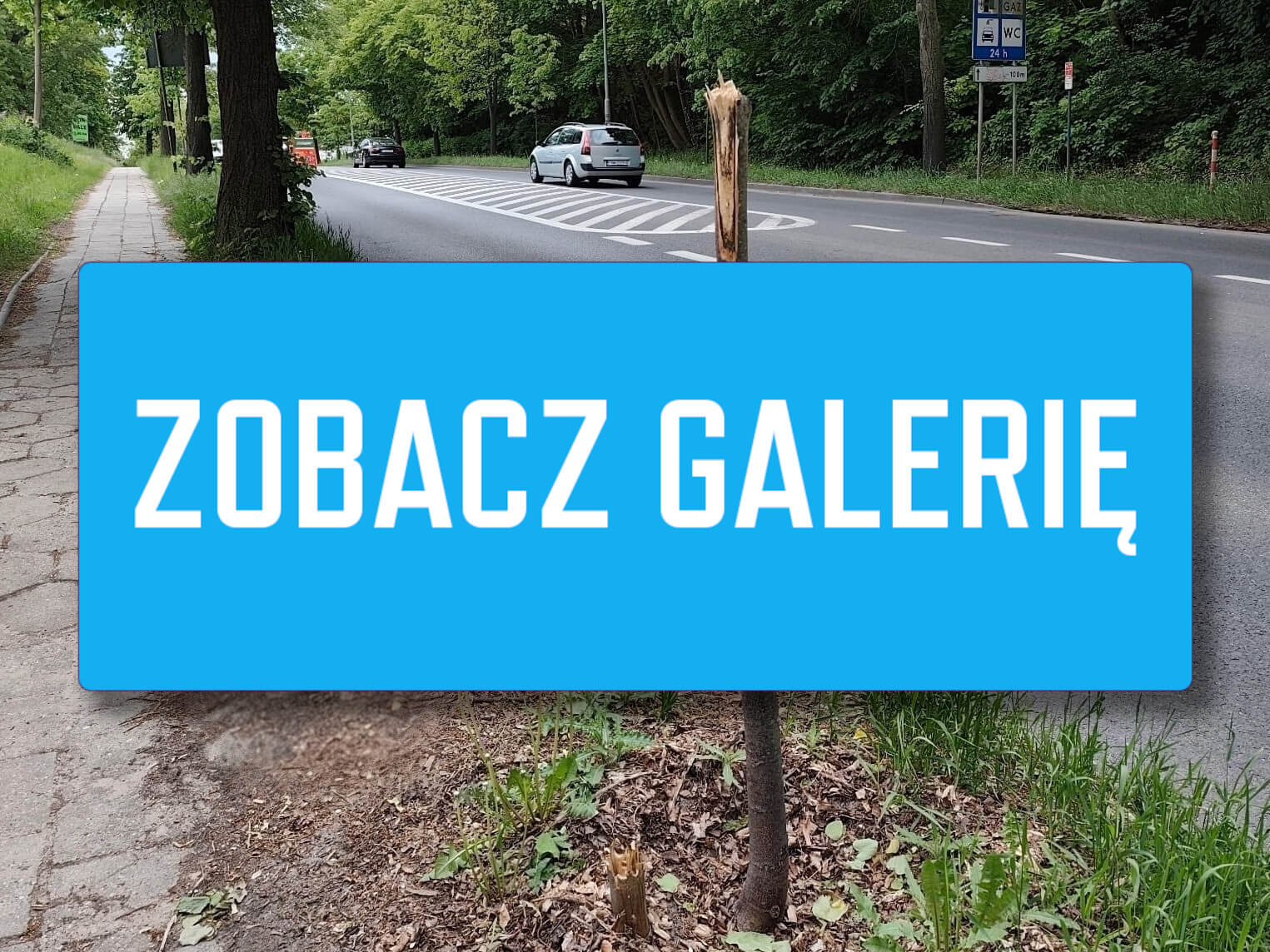 zniszczone drzewa Zielona Góra - ul. Wrocławska Zielona Góra