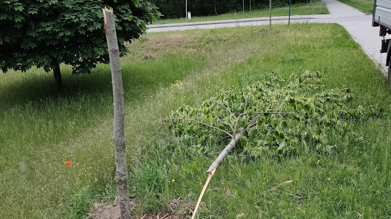 zniszczone drzewa Zielona Góra - ul. Wrocławska Zielona Góra